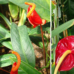 Image of Anthurium scherzerianum