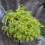 Go to this species on the OneZoom tree of life