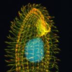 Image of Tetrahymena thermophila