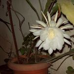 Image of Epiphyllum oxypetalum