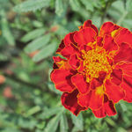 Image of Tagetes patula