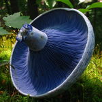 Image of Lactarius indigo