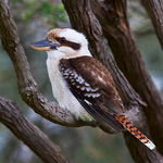 Go to this species on the OneZoom tree of life