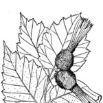 Image of Corylus cornuta