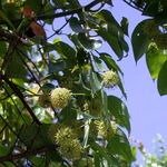 Image of Uncaria rhynchophylla