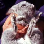 Image of Chinchilla chinchilla