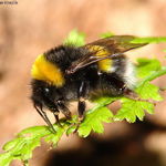 Image of Bombus terrestris