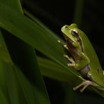 Image of Hyla orientalis