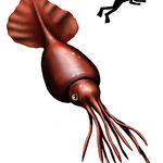 Image of Mesonychoteuthis hamiltoni