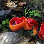 Go to this species on the OneZoom tree of life