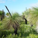Go to this species on the OneZoom tree of life