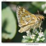 Go to this species on the OneZoom tree of life