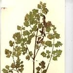 Go to this species on the OneZoom tree of life