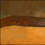 Go to this species on the OneZoom tree of life