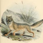 Image of Vulpes macrotis