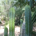 Image of Echinopsis pachanoi