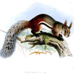 Tufted ground squirrel