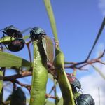 Image of Coleotichus blackburniae
