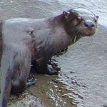 Image of Lontra canadensis