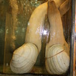 Go to this species on the OneZoom tree of life