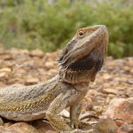 Image of Pogona barbata