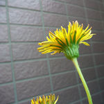 Image of Taraxacum japonicum