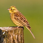 Image of Emberiza citrinella