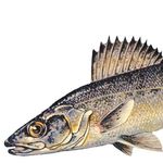 Image of Sander vitreus