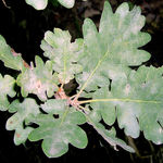 Image of Quercus pubescens