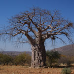 Image of Adansonia digitata