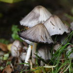 Image of Coprinopsis atramentaria