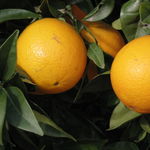 Image of Citrus sinensis