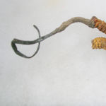 Go to this species on the OneZoom tree of life