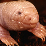 Go to this species on the OneZoom tree of life