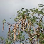 Go to this species on the OneZoom tree of life
