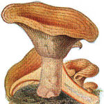 Image of Lactarius deliciosus