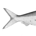 Go to this species on the OneZoom tree of life