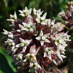 Image of Asclepias syriaca