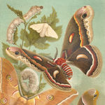 Go to this species on the OneZoom tree of life