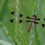 Image of Libellula pulchella