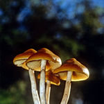 Image of Psilocybe azurescens