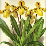 Image of Paphiopedilum druryi