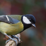 Image of Parus major