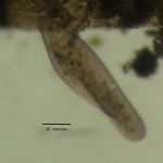 Image of Paramecium caudatum