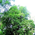 Go to this species on the OneZoom tree of life