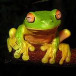 Image of Litoria chloris