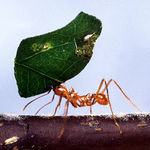 Go to this species on the OneZoom tree of life