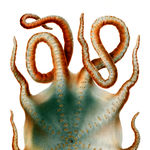 Go to this species on the OneZoom tree of life