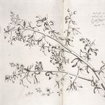 Go to this species on the OneZoom tree of life