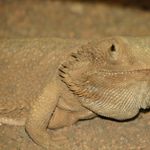 Image of Pogona vitticeps